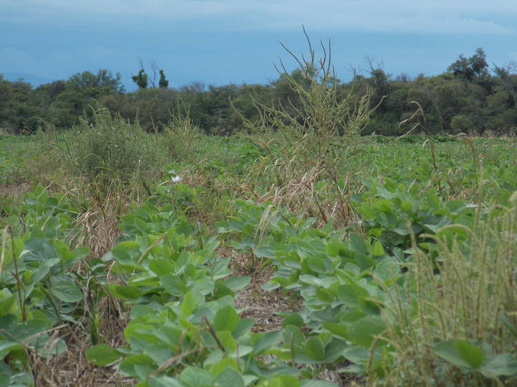 El Amaranthus hallado